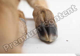 Doe  1 foot hoof 0004.jpg